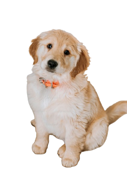 WOWBALA Premium Dog Toy for Aggressive Chewers